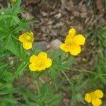 Attēlu rezultāti vaicājumam “Ranunculus cassubicus”