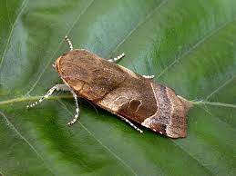 Attēlu rezultāti vaicājumam “Noctua fimbriata imago”