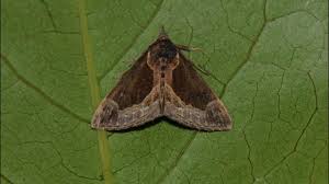 Attēlu rezultāti vaicājumam “Hypena crassalis”