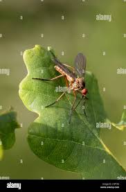 Attēlu rezultāti vaicājumam “Empididae”