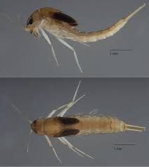 Attēlu rezultāti vaicājumam “Ephemeroptera larvae”