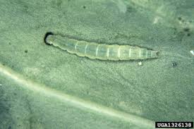 Attēlu rezultāti vaicājumam “Plutella xylostella”