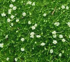 Attēlu rezultāti vaicājumam “Sagina nodosa leaf”