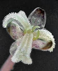 Attēlu rezultāti vaicājumam “Elodea canadensis”