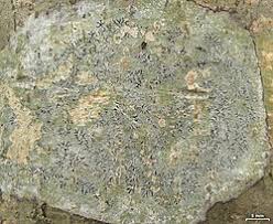 Attēlu rezultāti vaicājumam “Phaeographis dendritica”