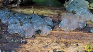 Attēlu rezultāti vaicājumam “Exidia saccharina”