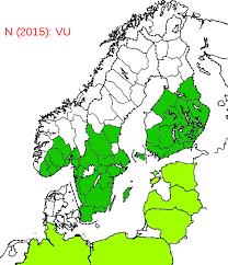 Attēlu rezultāti vaicājumam “Grynocharis oblonga”