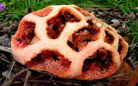 Attēlu rezultāti vaicājumam “Clathrus ruber”
