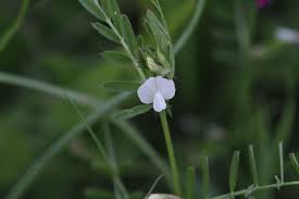 Attēlu rezultāti vaicājumam “Vicia angustifolia flower”