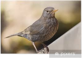 Attēlu rezultāti vaicājumam “Turdus philomelos”