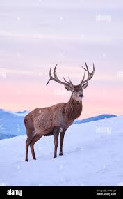 Attēlu rezultāti vaicājumam “Cervus elaphus”