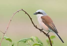 Attēlu rezultāti vaicājumam “Lanius collurio”