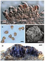 Attēlu rezultāti vaicājumam “Ochropsora ariae spores”