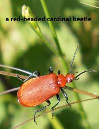 Attēlu rezultāti vaicājumam “Schizotus pectinicornis”