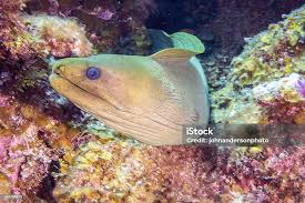 Image result for Gymnothorax funebris