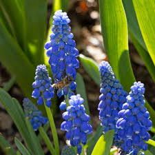 Attēlu rezultāti vaicājumam “Muscari armeniacum flower”