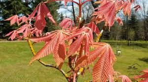 Attēlu rezultāti vaicājumam “Aesculus x neglecta”