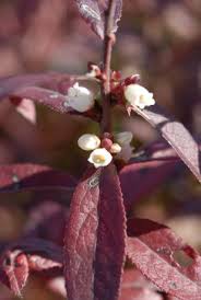 Attēlu rezultāti vaicājumam “Chamaedaphne calyculata flower”