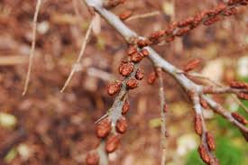 Attēlu rezultāti vaicājumam “Hippophae rhamnoides”