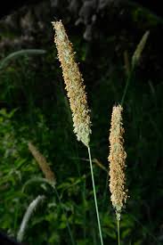 Attēlu rezultāti vaicājumam “Alopecurus pratensis fruit”