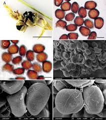 Attēlu rezultāti vaicājumam “Anthracoidea”