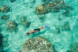 Image result for East Snorkellers