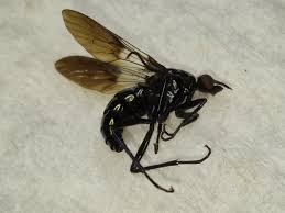 Attēlu rezultāti vaicājumam “Rhamnusium bicolor”