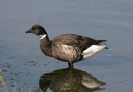 Attēlu rezultāti vaicājumam “Branta bernicla”