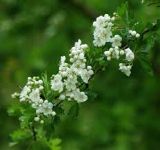 Attēlu rezultāti vaicājumam “Crataegus monogyna subsp. nordica”
