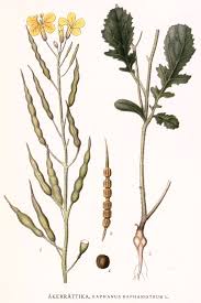 Attēlu rezultāti vaicājumam “Raphanus raphanistrum fruit”