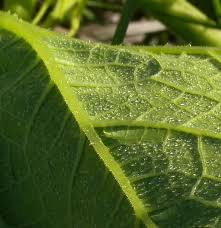 Attēlu rezultāti vaicājumam “Cucurbita pepo leaf”