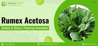 Attēlu rezultāti vaicājumam “Rumex acetosa”