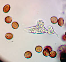Attēlu rezultāti vaicājumam “Fuligo luteonitens”