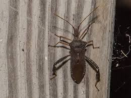 Attēlu rezultāti vaicājumam “Fuligo licentii macro”