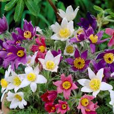 Image result for Pulsatilla