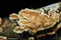 Attēlu rezultāti vaicājumam “Steccherinum bourdotii”