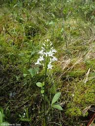Attēlu rezultāti vaicājumam “Menyanthes trifoliata”