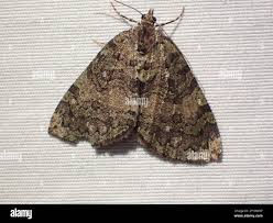 Attēlu rezultāti vaicājumam “Hydriomena furcata”