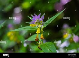 Attēlu rezultāti vaicājumam “Melampyrum nemorosum leaf”