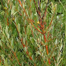 Attēlu rezultāti vaicājumam “Salix x doniana flower”