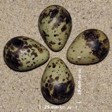 Attēlu rezultāti vaicājumam “Gallinago gallinago eggs”