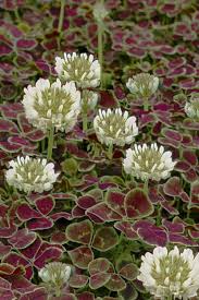 Attēlu rezultāti vaicājumam “Trifolium repens”