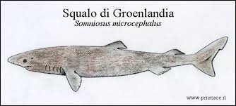 Image result for Somniosus microcephalus