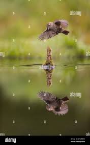 Attēlu rezultāti vaicājumam “Troglodytes troglodytes adult”