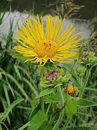 Image result for Inula helenium