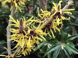 Attēlu rezultāti vaicājumam “Hamamelis mollis”