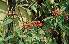 Attēlu rezultāti vaicājumam “Lonicera caerulea var. pallasii leaf”