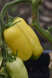 Afbeeldingsresultaat voor banana legs tomato