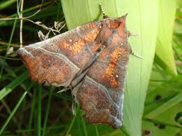 Attēlu rezultāti vaicājumam “Scoliopteryx libatrix”