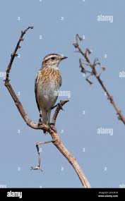 Attēlu rezultāti vaicājumam “Saxicola rubetra”